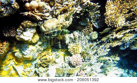 Tropical fish and colorful coral reef underwater shot. Red sea coral reef underwater nature wild life.