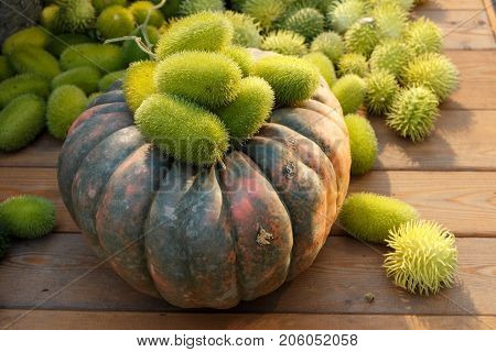 Composition Of Wild Cucumber And Pumpkin