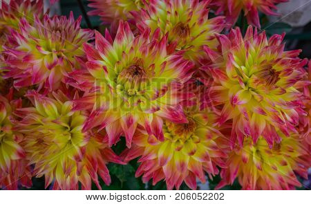 beautiful multicolored bouquets of dahlias grown in the summer garden.