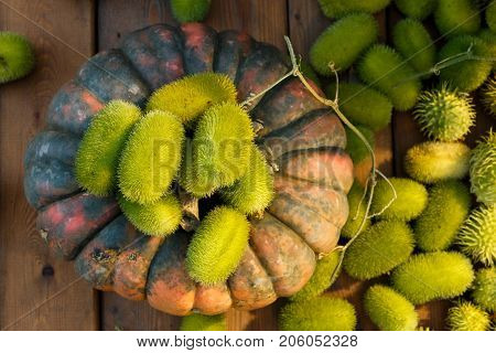Composition Of Wild Cucumber And Pumpkin