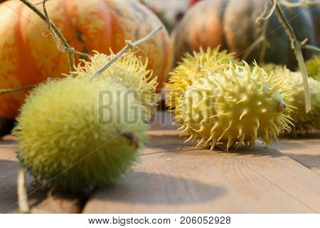 Composition Of Wild Cucumber And Pumpkin
