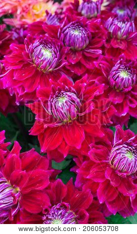 beautiful multicolored bouquets of dahlias grown in the summer garden.