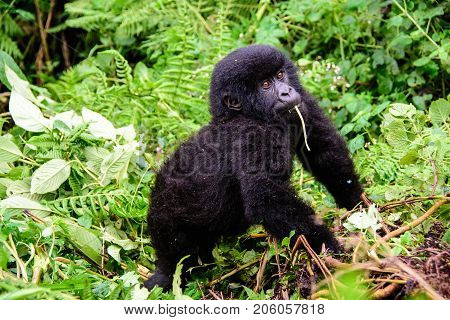 Inquisitive baby mountain gorilla watching very closely