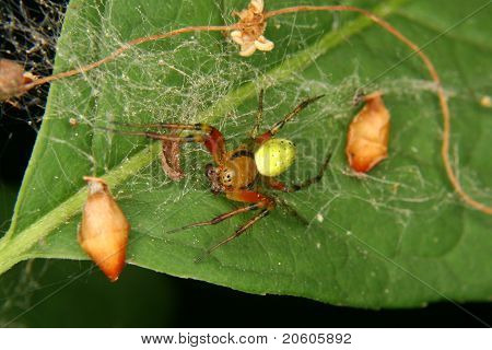 Cetriolo verde ragno (Araniella cucurbitina)