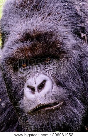 Severe looking face of a silverback mountain gorilla
