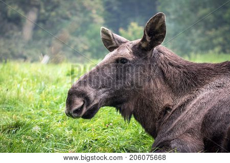 Portrait of a lying elk in a wildpark