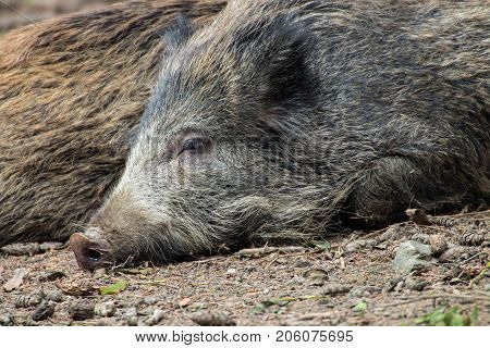 Portrait of a boar in a wildpark
