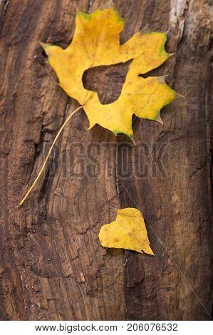 Autumn leaves. Autumn leaves heart. Autumn leaves on wood background
