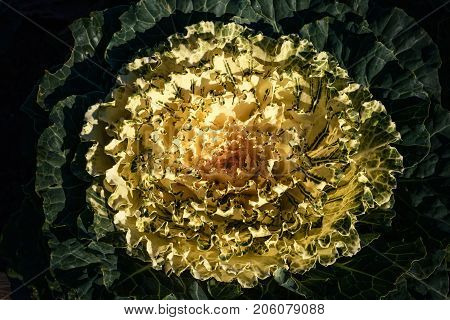 Close up of decorative cabbage ornamental cabbage plants. Background of green decorative cabbage. Nature pattern. Organic texture. Fresh Cabbage