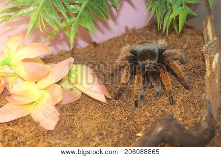 Tarantula Spider Brachypelma