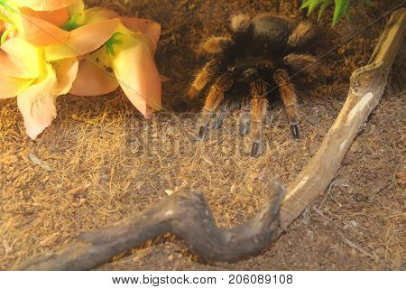 Tarantula Spider Brachypelma