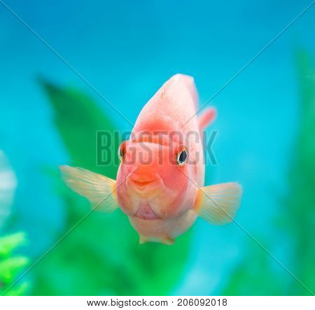 red parrot cichlid in aquarium plant green background.