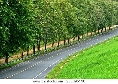 The beautiful road with the trees in the countryside