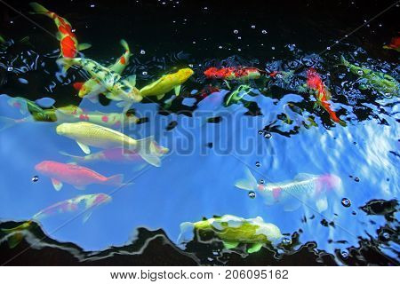 Japanese Craft fish in the pool water