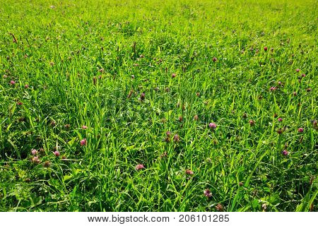 Wild pink clover in green grass field. Clover flowers field in sunset.