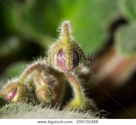 flower seedlings. macro . In the park in nature