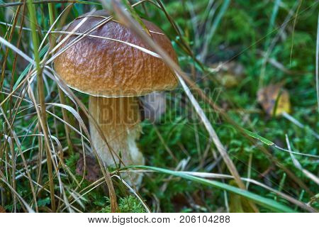 One Brown Mushroom, Lurid Bolete, In The Woods.