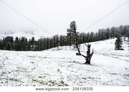 View Landscape Snow Snowing Covered On Alpine Tree At Top Of Mountain In Kaunergrat Nature Park