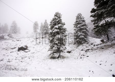 View Landscape Snow Snowing Covered On Alpine Tree At Top Of Mountain
