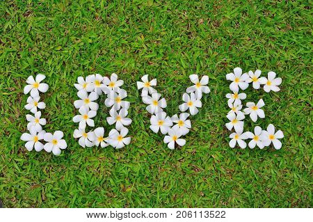 Plumeria flowers lay in love letters on the grass background.