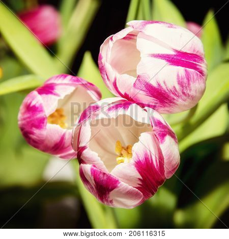 Close up of tulips Caramba. Seasonal natural scene. Spring time. Photo filter.