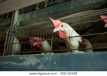 Factory chicken egg production. Not well-groomed chickens are seated in special cages. Agribusiness company. Concept theme: agribusiness, production of food. Selective focus, Close up