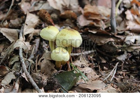 Close-Up of mushroom a group of mushrooms toadstools wild forest fungi small fungi fungi red mushroom red fungi