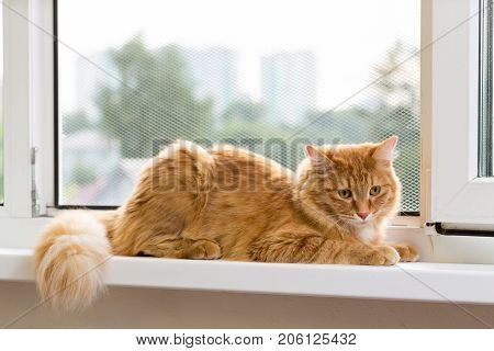 The young fluffy red cat of the Maine Coon breed sits on the window near the metal grid