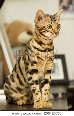 Bengal cat breed at the age of 5 months sitting on the bedside table