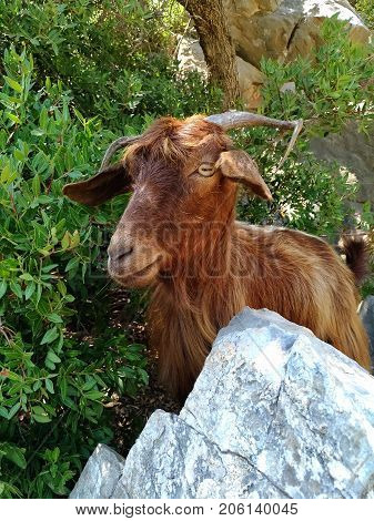 Mountain goat portrait on a stone among trees in a mountainous area. Photographed on mountainous area on the island KAMERIYE ADASI island