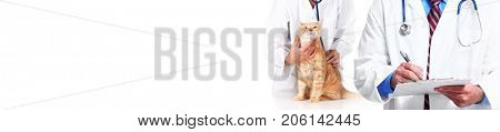 Cat and veterinarian doctor