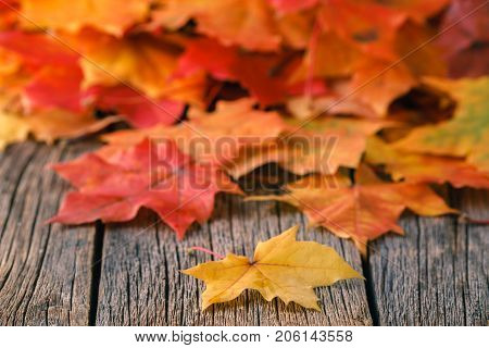 Heap Of Falll Maple Foliage On Wooden Table