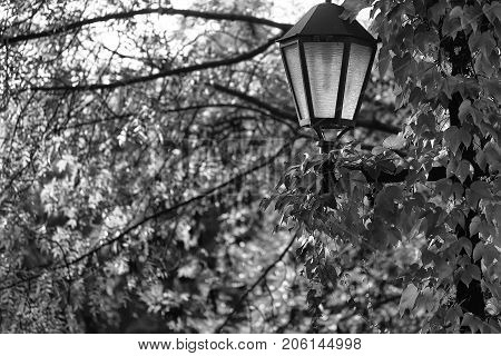 Pretty picturesque view of vintage black lantern on background autumn vivid yellow green foliage of tree beautiful seasonal changes natural wallpaper decor urban scene backdrop outdoor horizontal