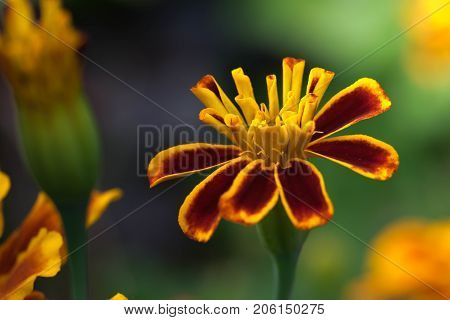 Macro shot of a yellow flower background