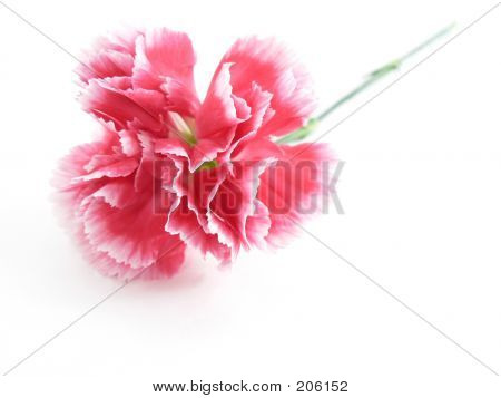 Fleur oeillet