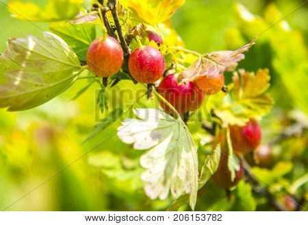 Gooseberries on a branch