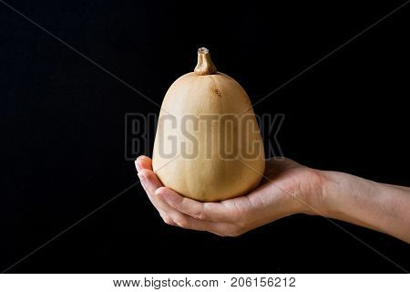 Young Woman Holding in Hand Small Butternut Squash White Pumpkin on Black Background. Harvest Halloween Thanksgiving Autumn Fall. Minimalist Styled Image. Copy Space.