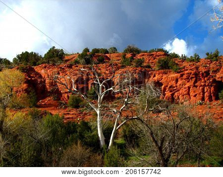 A dry tree,on the background some red rocks.