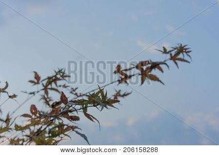red green japanese ahorn Acer japonicum leaves leaf with sky background side view