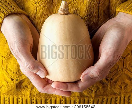 Young Woman in Yellow Knitted Sweater Holding in Hands Small Butternut Squash White Pumpkin. Harvest Halloween Thanksgiving Autumn Fall. Kinfolk Hygge. Minimalist Styled Image. Copy Space.