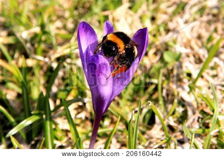 The Bumblebee is collecting pollen from a violet crocus