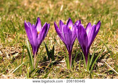 Early spring. Three purple crocuses already bloom.