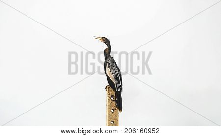 Anhinga Bird Over A Energy Pole On The Regions Of Pantanal In Brazil