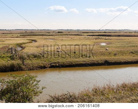 River Stream Scene Sheep And Lamb Across The Way In Nature Reserve Tollesbury Maldon
