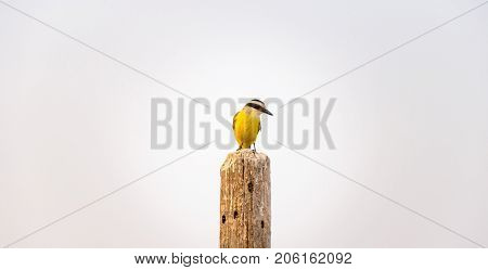 Great Kiskadee Over A Fence On A White Background