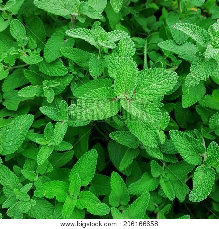 Green pepper mint leaves in garden background