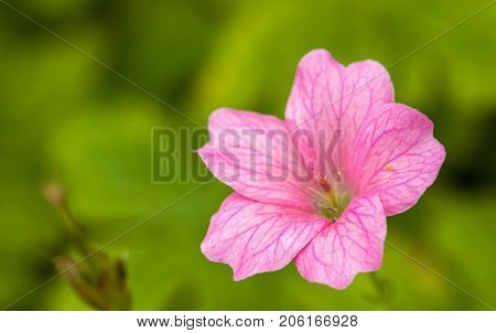 Colorful blooming pink flower. with a green park background.