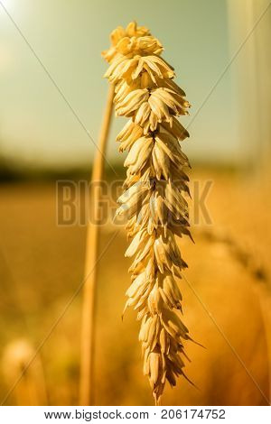 Wheat close up Golden wheat ears at midday sun