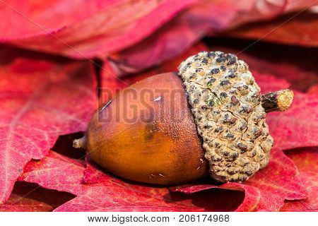 Horizontal photo of a single brown acorn on a bed of red fall leaves