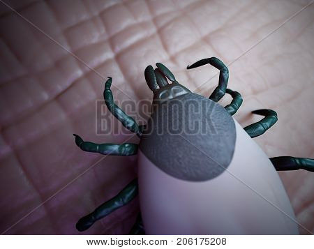 medically accurate 3d rendering of a tick